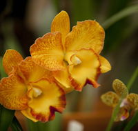 Queens Park - Orchid House - Tweed Heads Accommodation