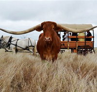 Texas Longhorn Wagon Tours and Safaris - Tweed Heads Accommodation