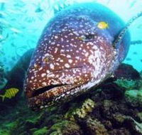 Lady Musgrave Island Dive Sites - Tweed Heads Accommodation