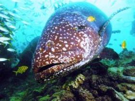 Lady Musgrave Island Dive Sites - Tweed Heads Accommodation 0