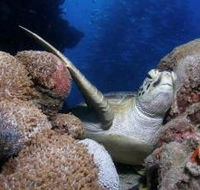Light House Bommie Dive Site - Tweed Heads Accommodation