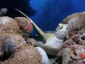 Light House Bommie Dive Site - Tweed Heads Accommodation 0