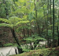 Fraser Island Great Walk - Tweed Heads Accommodation