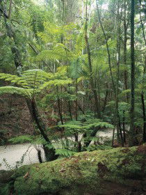 Fraser Island Great Walk - Tweed Heads Accommodation 0