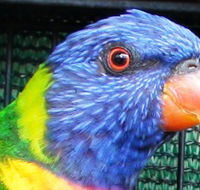 Fraser Coast Wildlife Sanctuary - Tweed Heads Accommodation