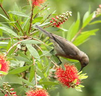 Birdwatching in Dysart - Tweed Heads Accommodation