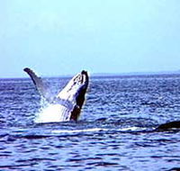Whale Watching - Tweed Heads Accommodation
