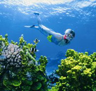 Wheeler Reef Dive Site - Tweed Heads Accommodation
