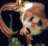 Carrowong Fauna Sanctuary - Tweed Heads Accommodation