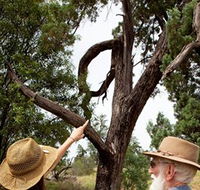 Charleville - Outback Native Timber Walk - Tweed Heads Accommodation