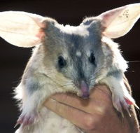 Charleville - Bilby Experience - Tweed Heads Accommodation