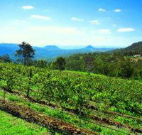 Preston Peak Wines - Tweed Heads Accommodation