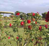 Elizabeth Park Rose Gardens - Tweed Heads Accommodation