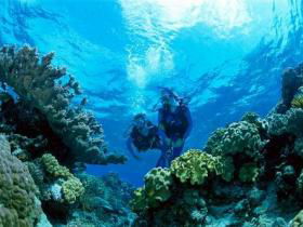 Coral Gardens Dive Site - Tweed Heads Accommodation 0