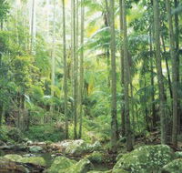 Python Rock - Tweed Heads Accommodation