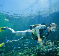 Manta Ray Bommie Dive Site - Tweed Heads Accommodation