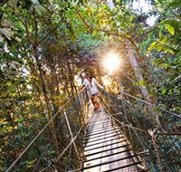 Tree Top Walkway - Tweed Heads Accommodation