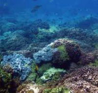 Hoffman's Rocks Dive Site - Tweed Heads Accommodation