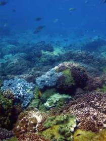 Hoffman's Rocks Dive Site - Tweed Heads Accommodation 0