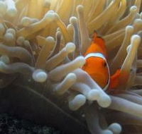 Flat Rock Dive Site - Tweed Heads Accommodation