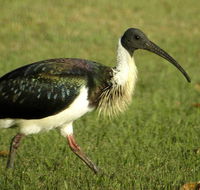 Toowoomba Bicentennial Waterbird Habitat - Tweed Heads Accommodation