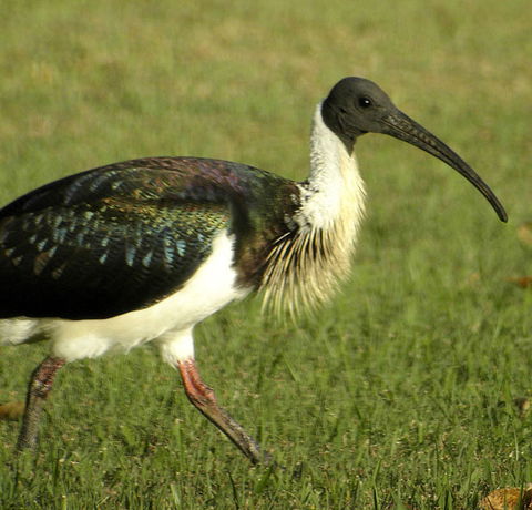 Toowoomba Bicentennial Waterbird Habitat - Tweed Heads Accommodation 0