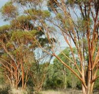 Myall Park Botanic Garden - Tweed Heads Accommodation