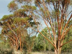 Myall Park Botanic Garden - Tweed Heads Accommodation 0