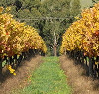 Wild Dog Winery  Restaurant - Tweed Heads Accommodation