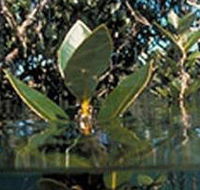 Jawbone Marine Sanctuary - Tweed Heads Accommodation