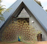 Halls Gap Zoo - Tweed Heads Accommodation