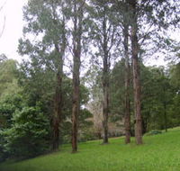 Mount Dandenong Arboretum - Tweed Heads Accommodation