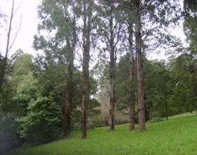 Mount Dandenong Arboretum - Tweed Heads Accommodation 0