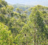 Bunyip State Park - Tweed Heads Accommodation