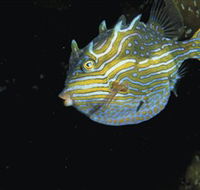 Mushroom Reef Marine Sanctuary - Tweed Heads Accommodation