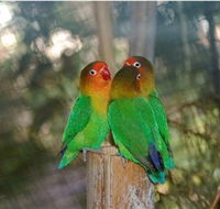 Ballarat Bird World - Tweed Heads Accommodation
