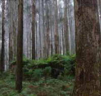Kinglake National Park - Tweed Heads Accommodation