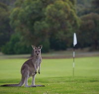 Anglesea Golf Club - Tweed Heads Accommodation