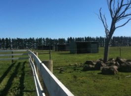 Saddle On Riding School - Tweed Heads Accommodation 6