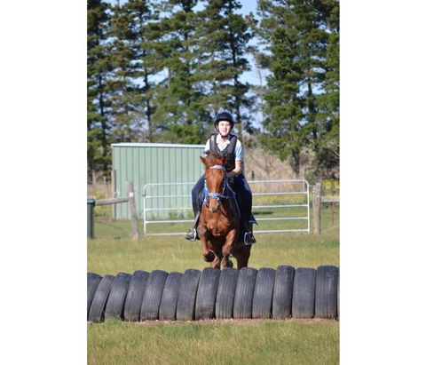 Saddle On Riding School - Tweed Heads Accommodation 9