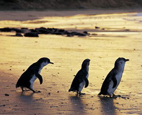 Phillip Island Nature Park - Tweed Heads Accommodation 0