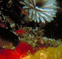 Point Cooke Marine Sanctuary - Tweed Heads Accommodation