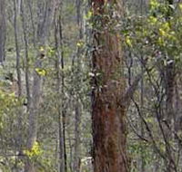 Heathcote-Graytown National Park - Tweed Heads Accommodation