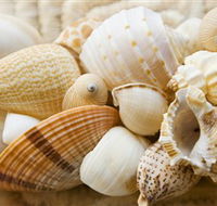 Anglesea Beach Club - Tweed Heads Accommodation