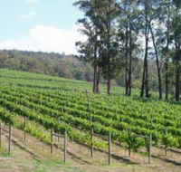 Piedmont Vineyard - Tweed Heads Accommodation