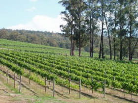 Piedmont Vineyard - Tweed Heads Accommodation 0