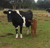 Animal Land Children's Farm - Tweed Heads Accommodation