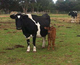 Animal Land Children's Farm - Tweed Heads Accommodation 0
