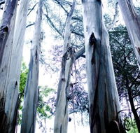 Dandenong Ranges National Park - Tweed Heads Accommodation