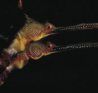 Eagle Rock Marine Sanctuary - Tweed Heads Accommodation